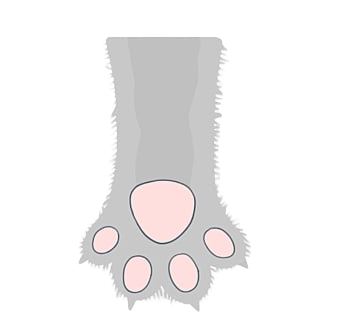 paw